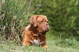 DOGUE DE BORDEAUX 100